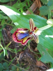 Ophrys speculum speculum