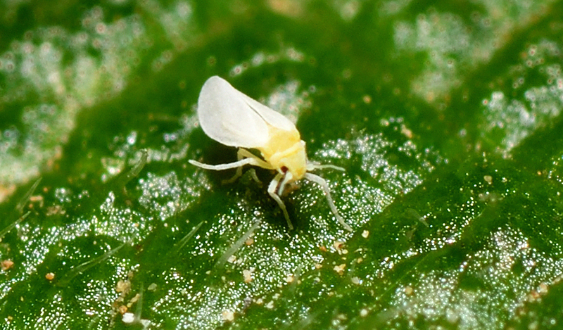 Bemisia tabaci (Gennadius, 1889)