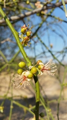 Capparis sepiaria