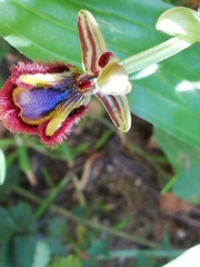 Ophrys speculum speculum