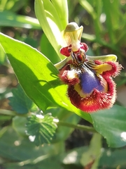 Ophrys speculum speculum