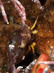 Pagurus brachiomastus