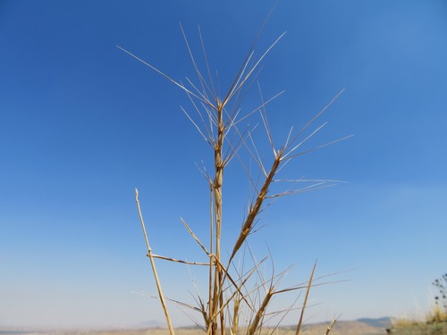 Foreign Goatgrass (Aegilops peregrina)