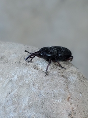 Scyphophorus