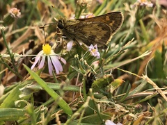 Atalopedes campestris