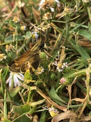 Atalopedes campestris