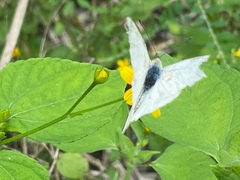 Appias albina