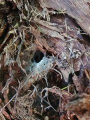 Porrhothele antipodiana