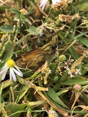 Atalopedes campestris