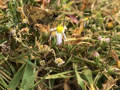 Atalopedes campestris