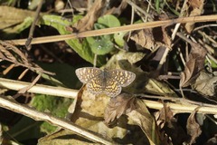Phyciodes graphica