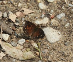 Anthanassa atronia