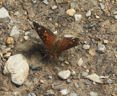 Anthanassa atronia