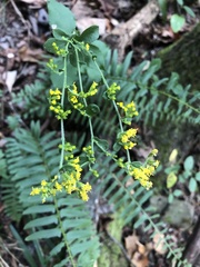 Solidago auriculata