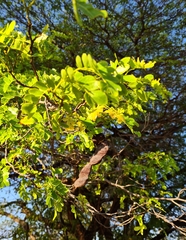 Cathormion umbellatum