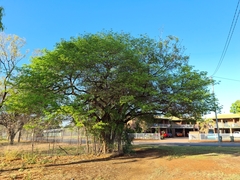 Cathormion umbellatum