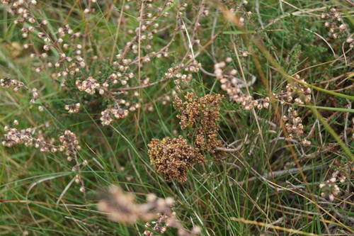 Aceria exigua