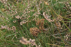 Aceria exigua