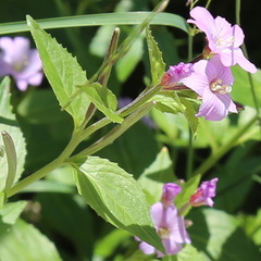 Epilobium algidum