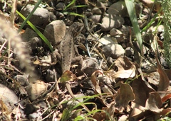 Sceloporus edbelli