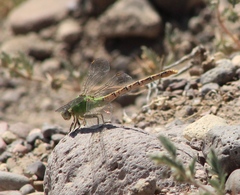 Erpetogomphus crotalinus