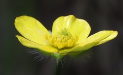 Ranunculus colonorum