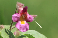 Proboscidea fragrans