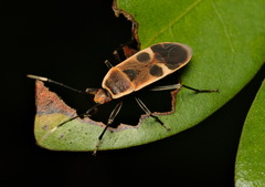 Physopelta gutta gutta