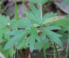 Ranunculus colonorum