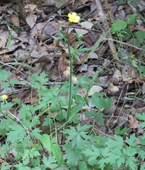 Ranunculus colonorum