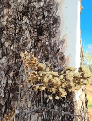 Corymbia confertiflora