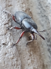 Scyphophorus