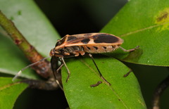 Physopelta gutta gutta