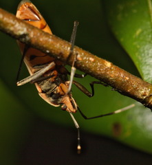 Physopelta gutta gutta