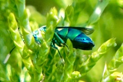 Chrysis conica