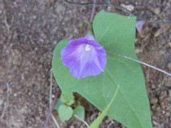 Ipomoea dumetorum