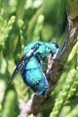 Chrysis conica