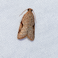 Meritastis piperata