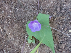 Ipomoea dumetorum