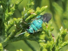 Chrysis conica