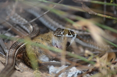 Psammophis notostictus