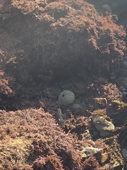 Strongylocentrotidae