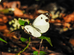 Pieriballia viardi