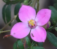 Boronia gracilipes
