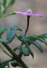 Boronia gracilipes