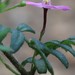 Boronia gracilipes - Photo (c) overlander (Gerald Krygsman), μερικά δικαιώματα διατηρούνται (CC BY-NC), uploaded by overlander (Gerald Krygsman)