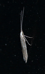 Coleophora quadruplex