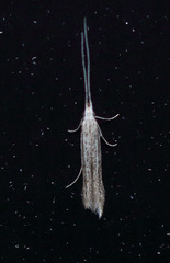 Coleophora quadruplex