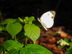Pieriballia viardi