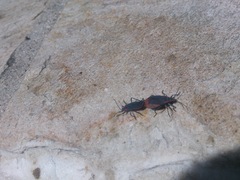 Jadera haematoloma